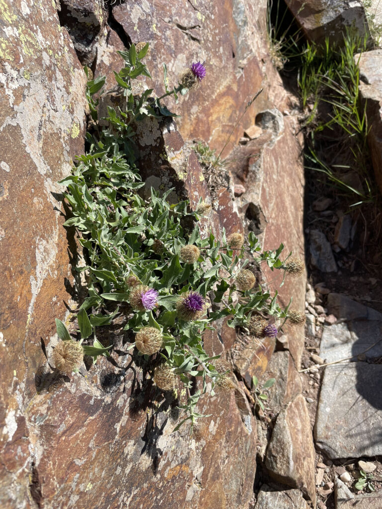 Centaurea pectinata