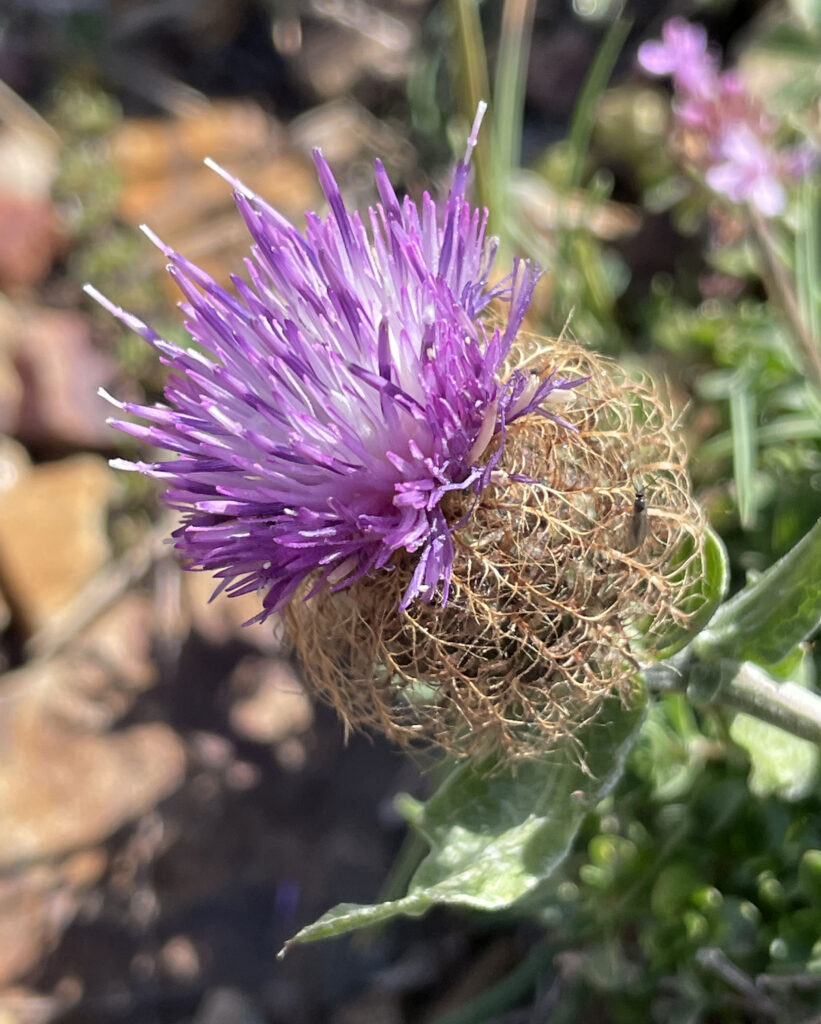 Centaurea pectinata