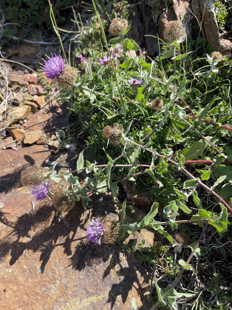 Centaurea pectinata