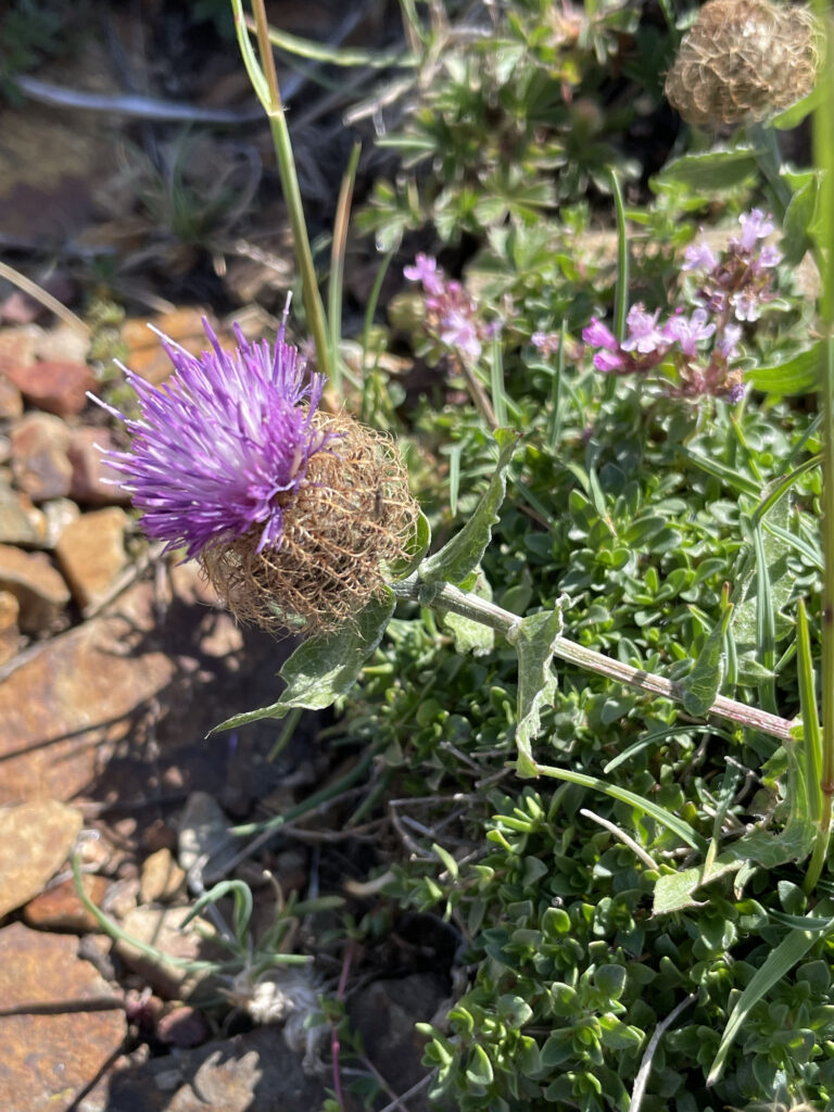 Centaurea pectinata