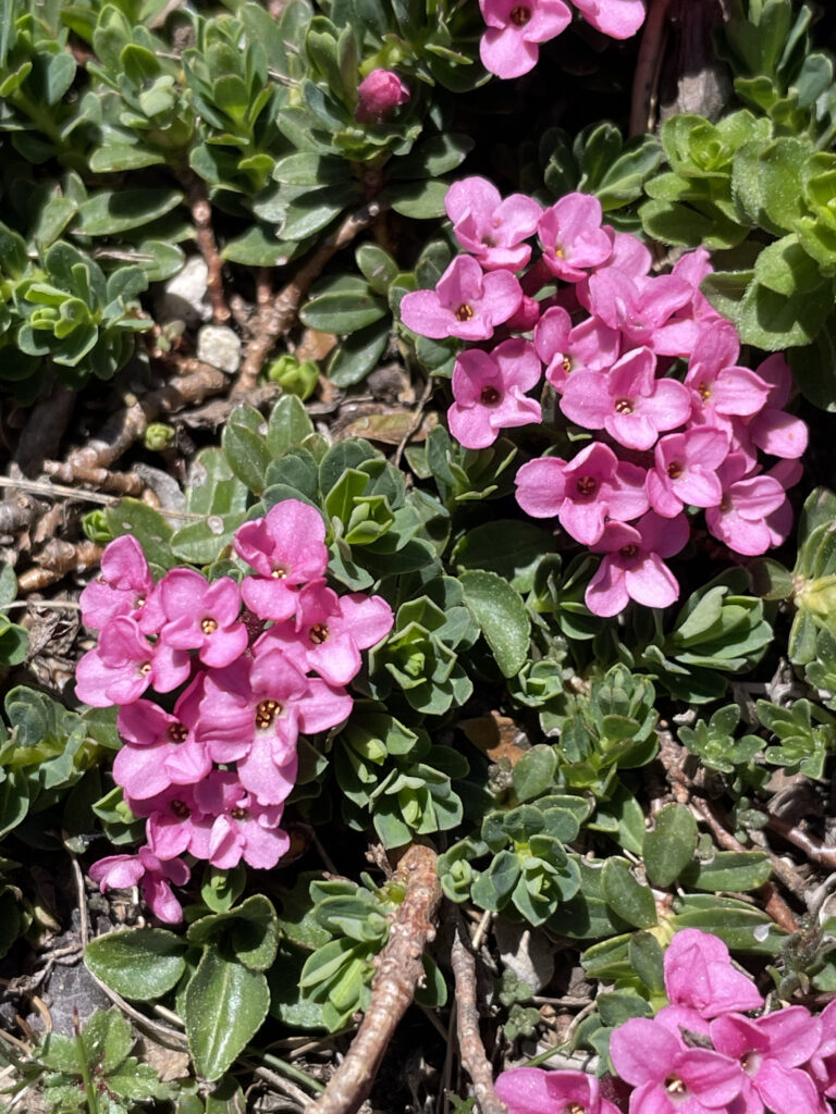 Daphne cneorum