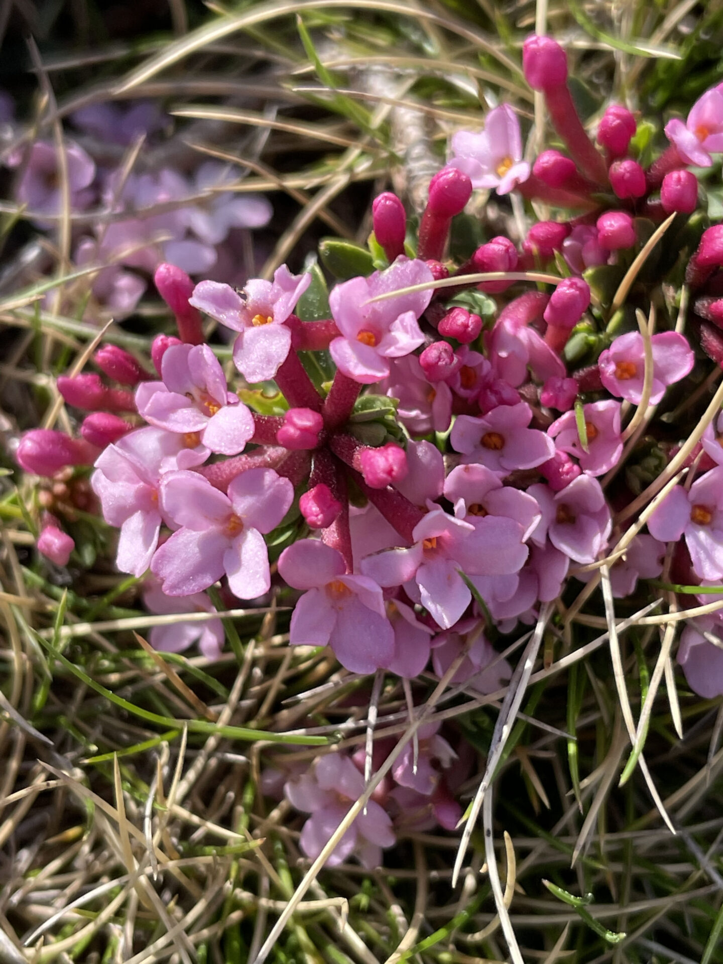 Daphne cneorum