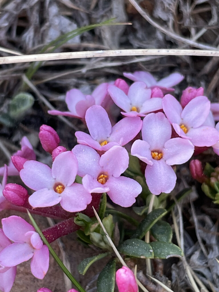 Daphne cneorum