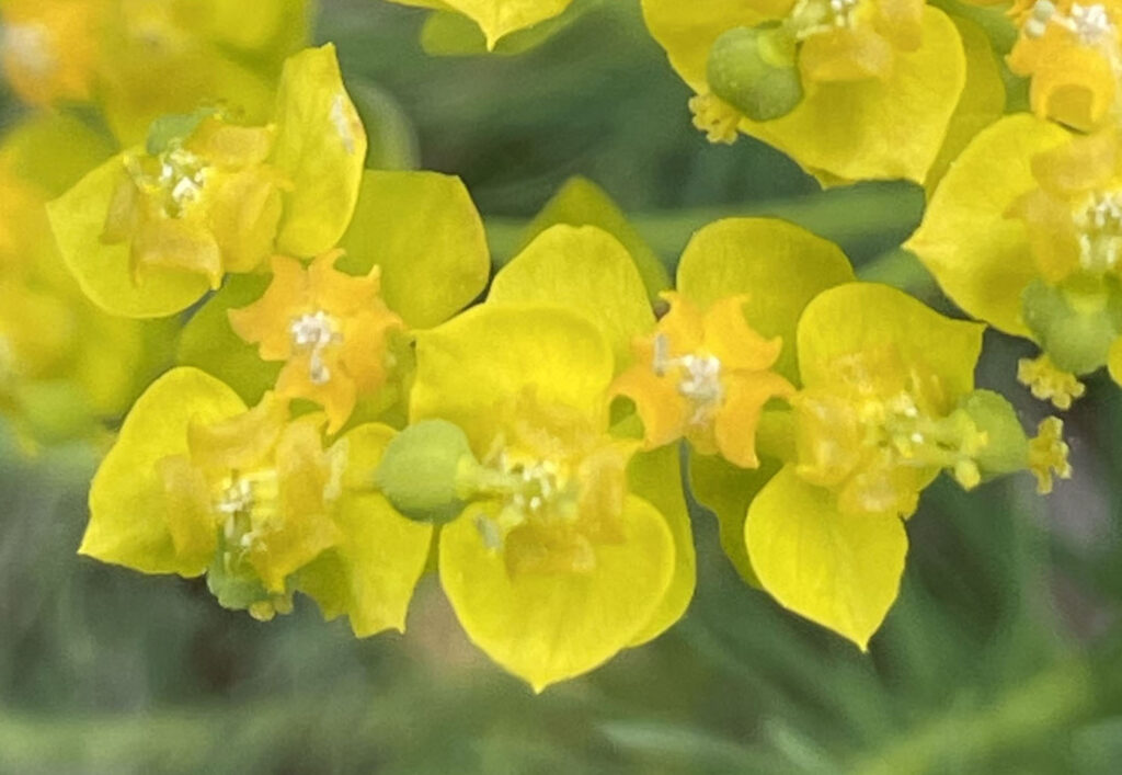 Euphorbia cyparissias