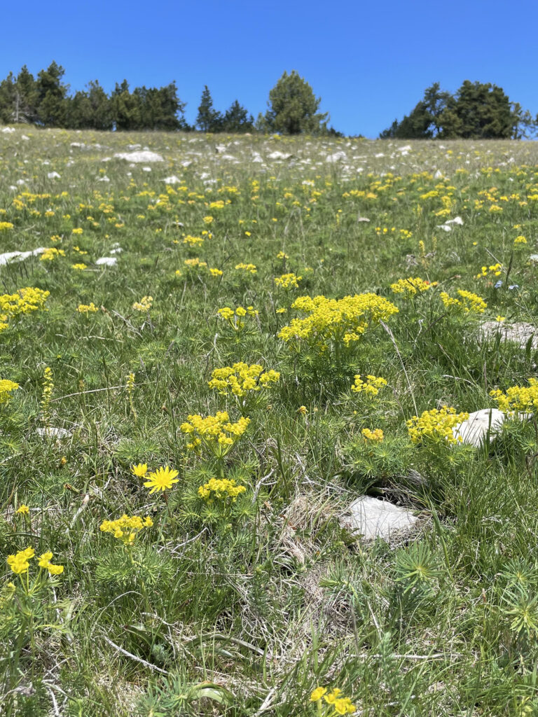 Euphorbia cyparissias