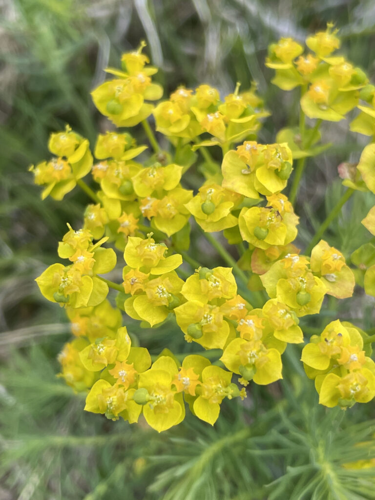 Euphorbia cyparissias