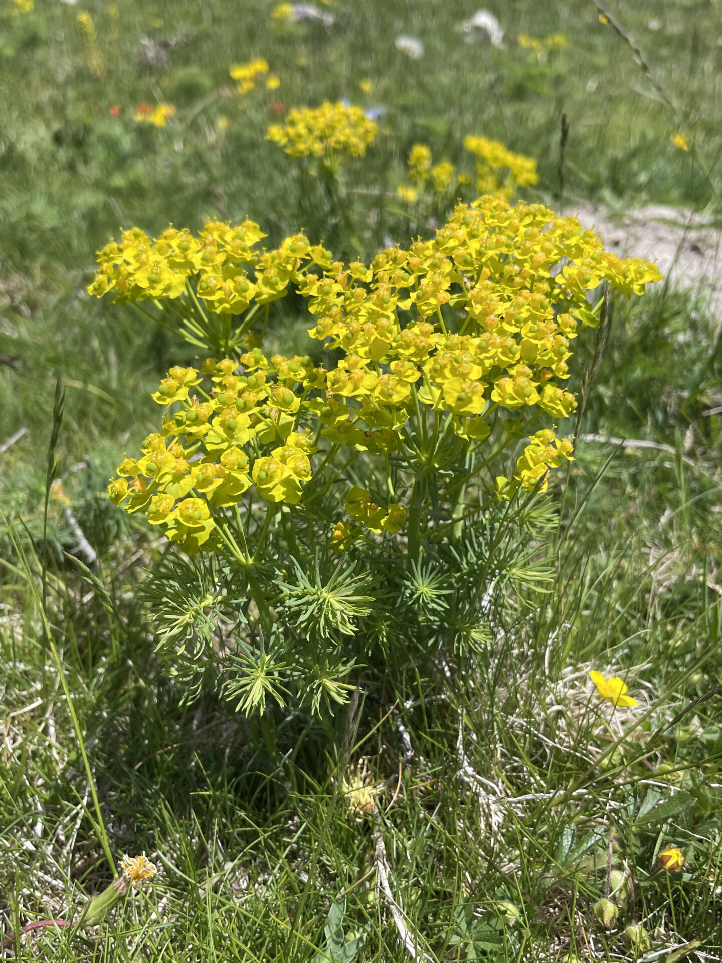 Euphorbia cyparissias