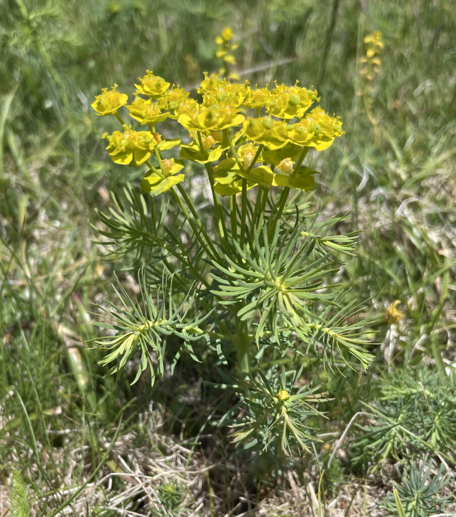 Euphorbia cyparissias