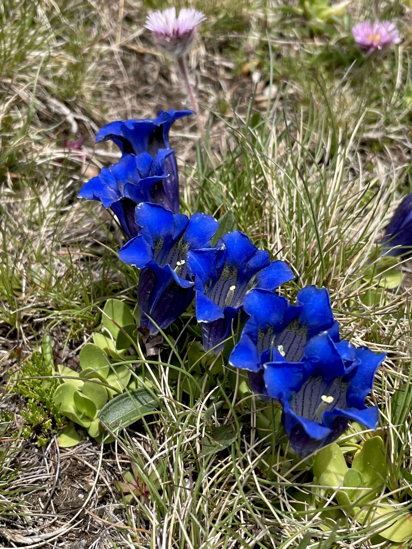 Gentiana acaulis subsp. alpina