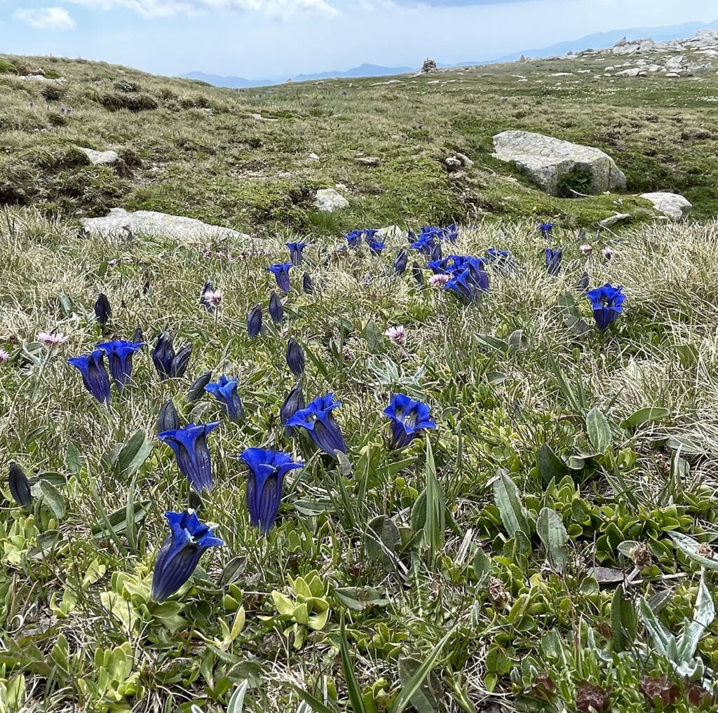 Gentiana acaulis subsp. alpina