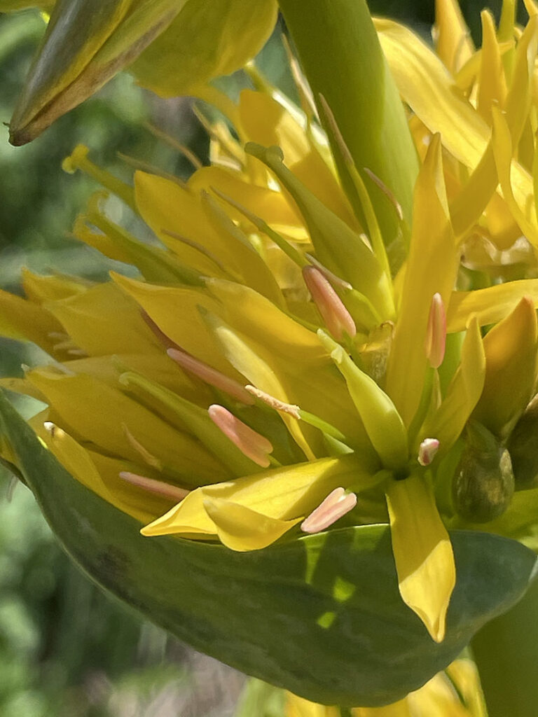 Gentiana lutea