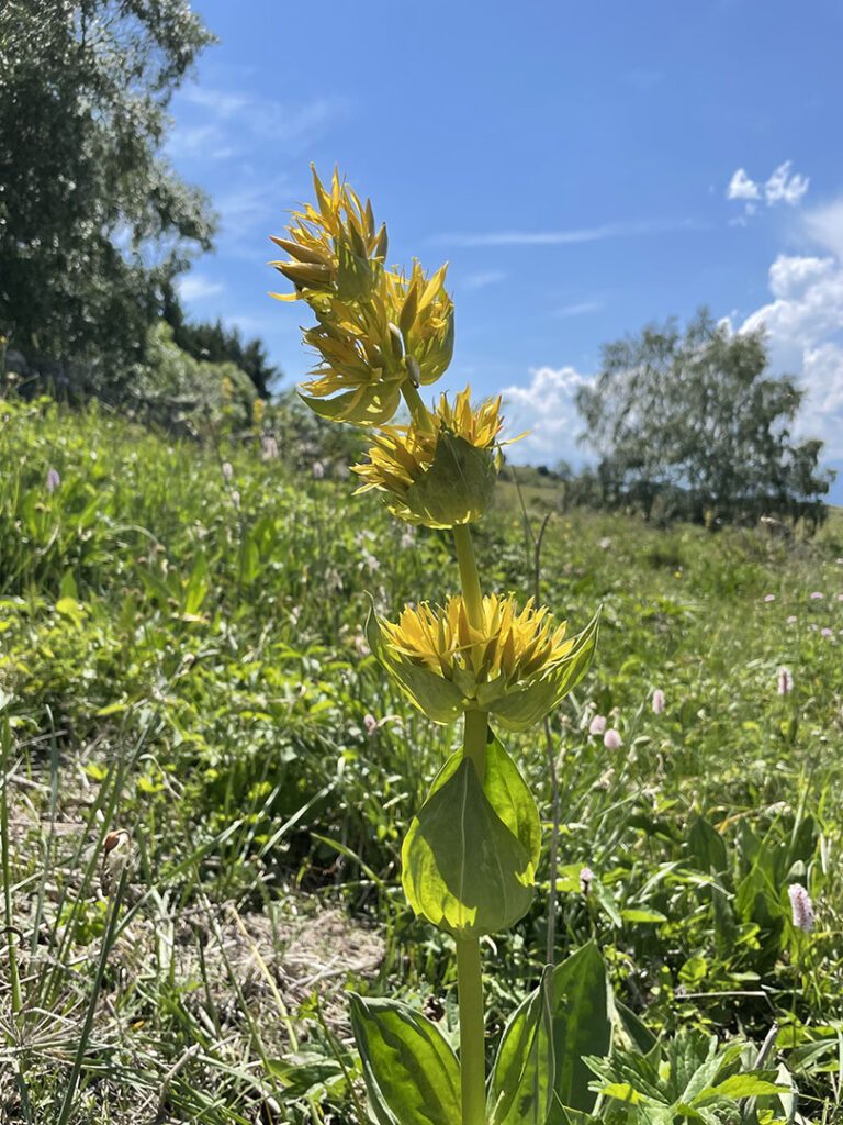 Gentiana lutea