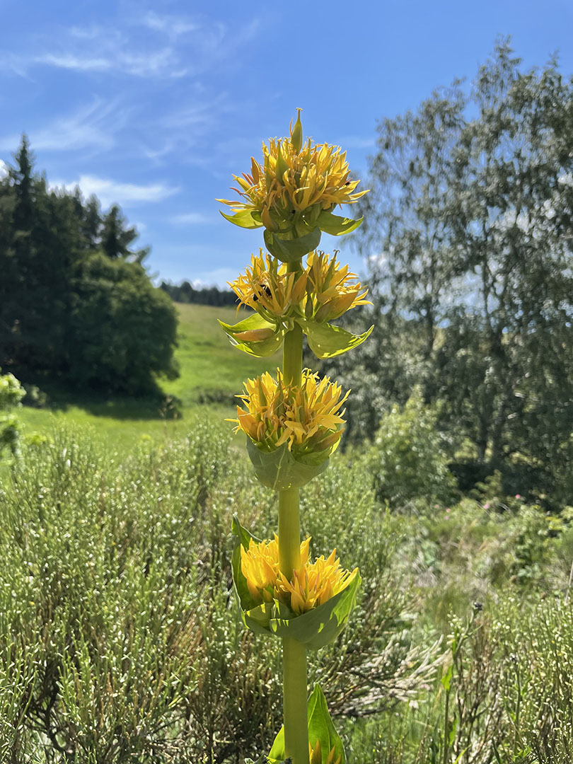 Gentiana lutea