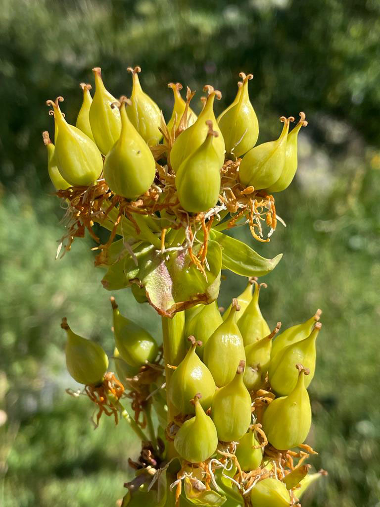 Gentiana lutea