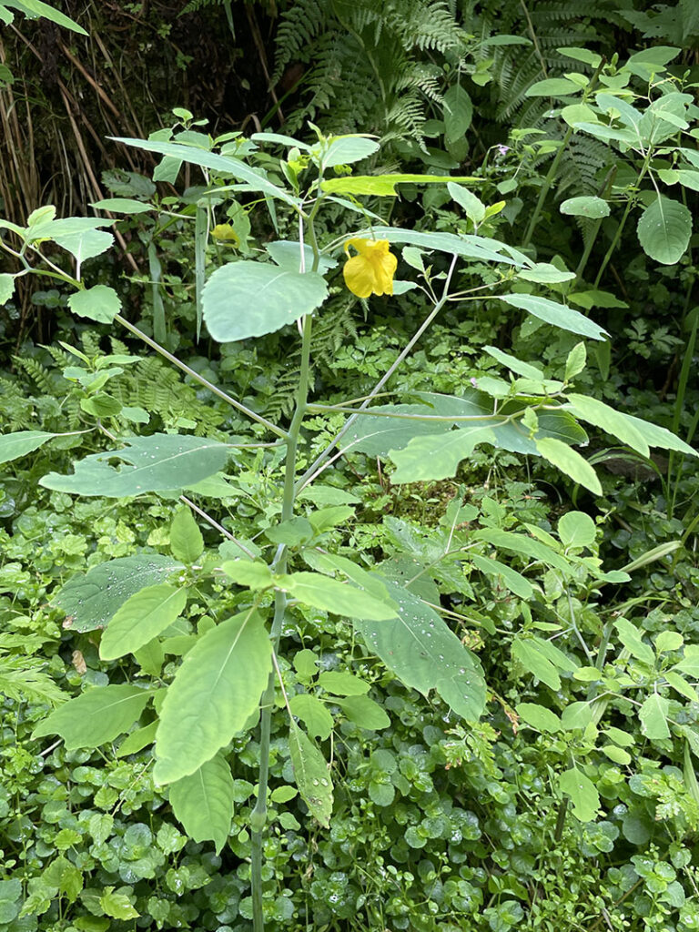 Impatiens noli-tangere