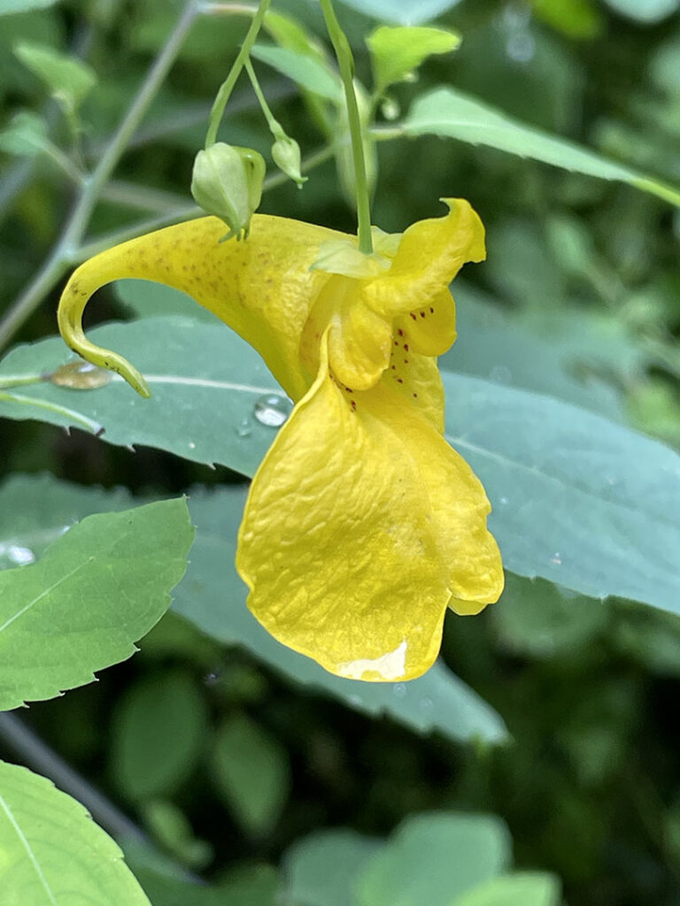 Impatiens noli-tangere