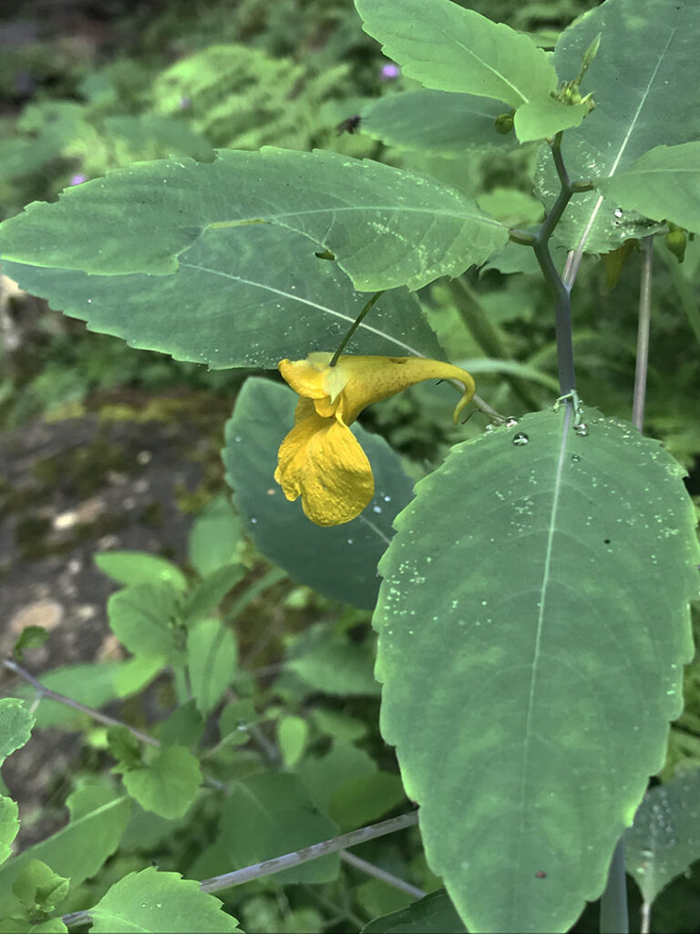 Impatiens noli-tangere