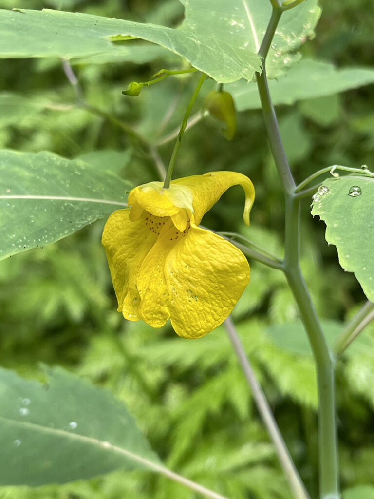 Impatiens noli-tangere