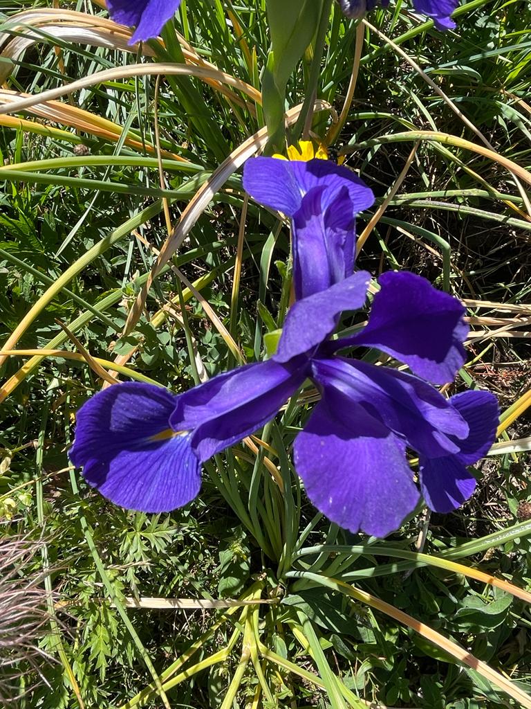 Iris latifolia