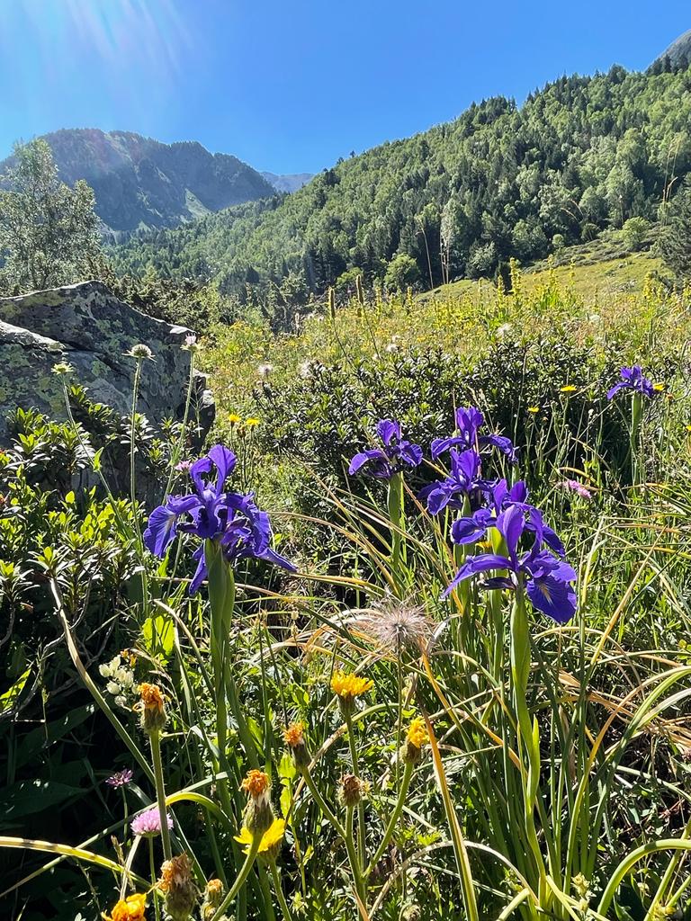 Iris latifolia