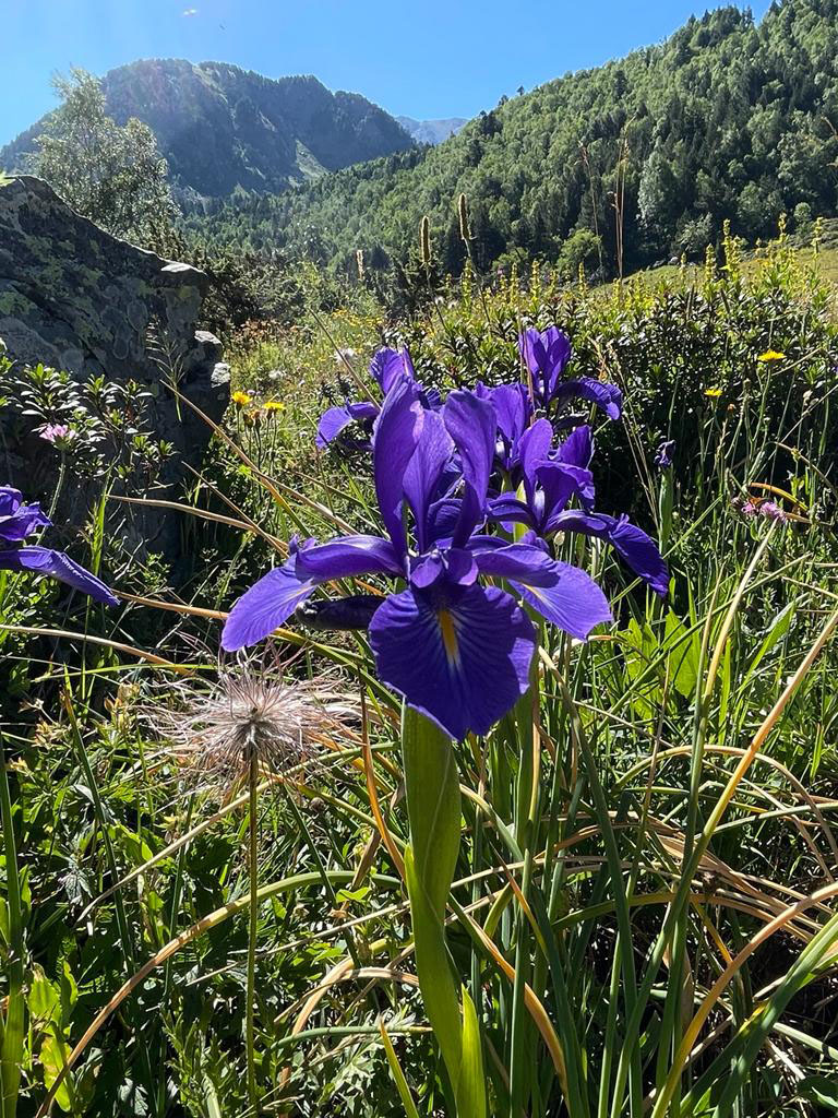 Iris latifolia