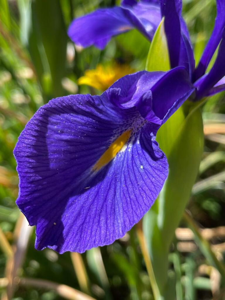 Iris latifolia