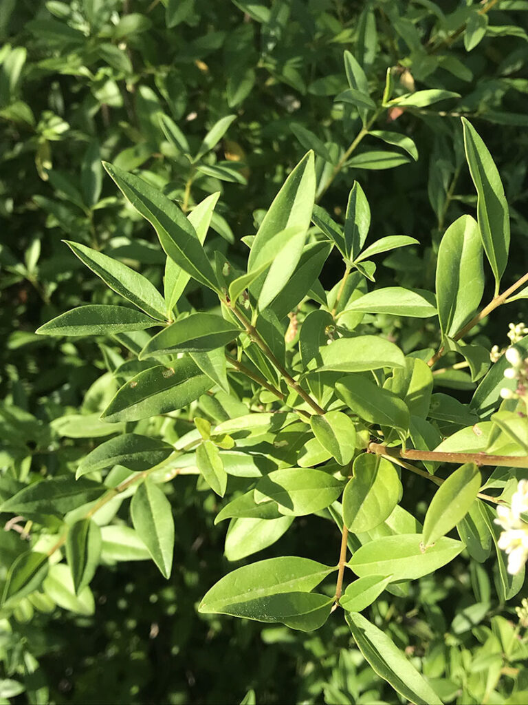 Ligustrum vulgare