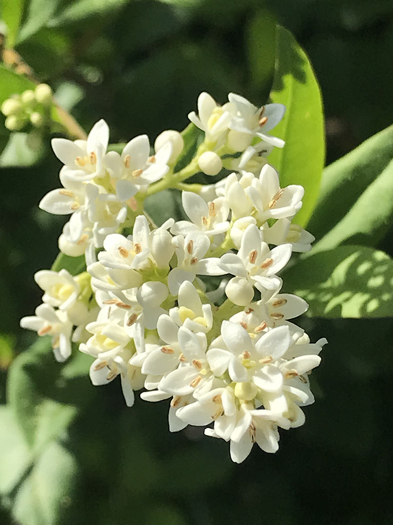 Ligustrum vulgare