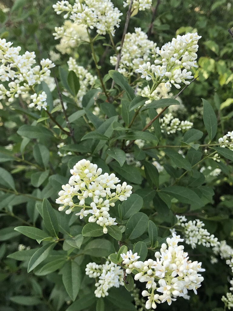 Ligustrum vulgare