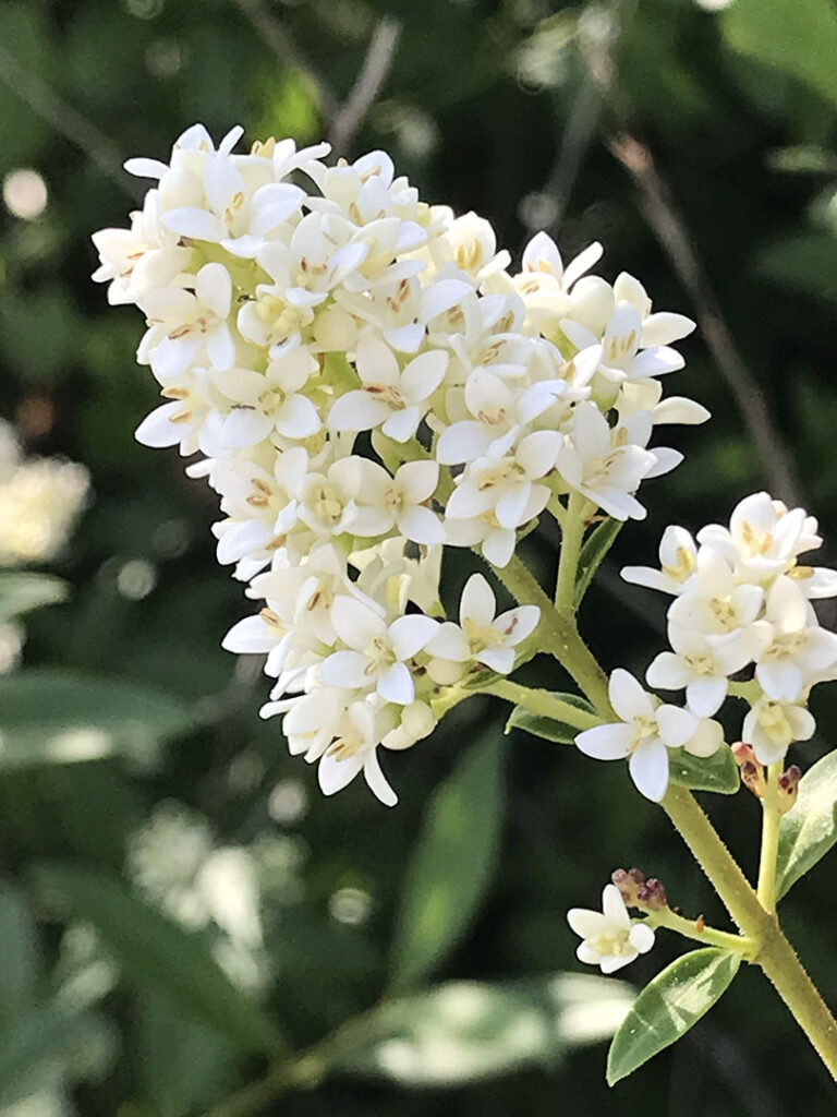 Ligustrum vulgare