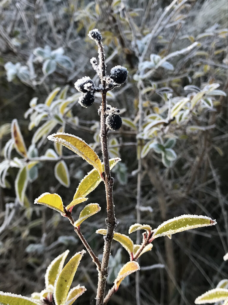 Ligustrum vulgare