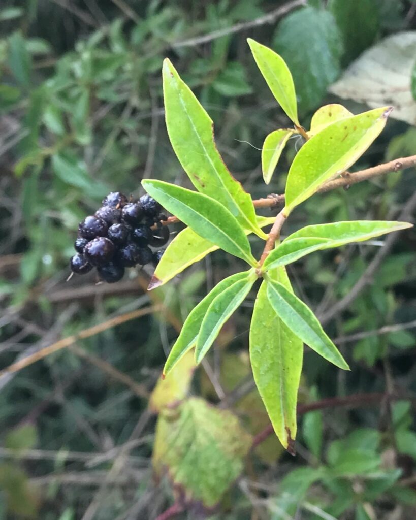 Ligustrum vulgare