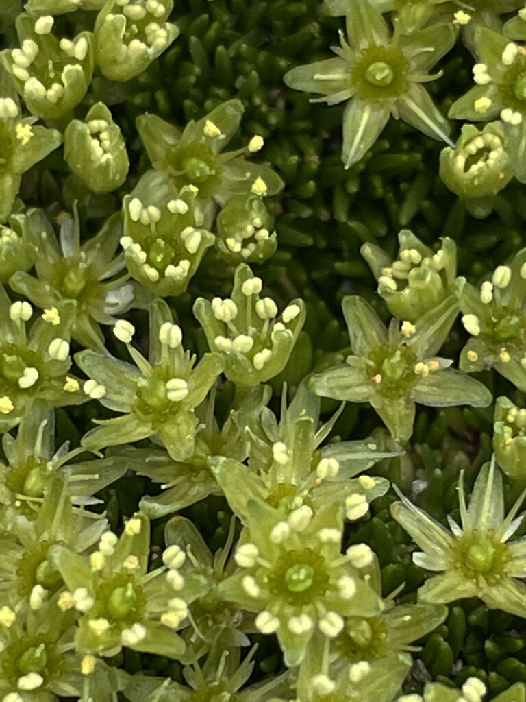 Minuartia sedoides