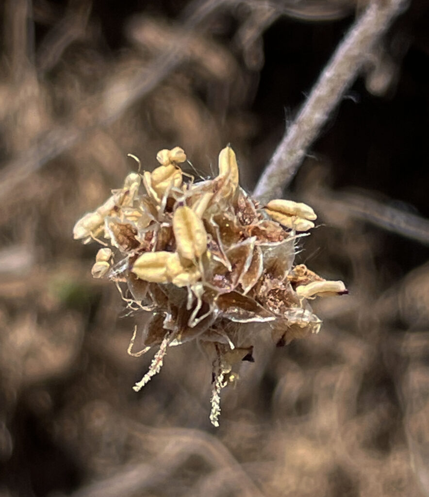 Plantago monosperma