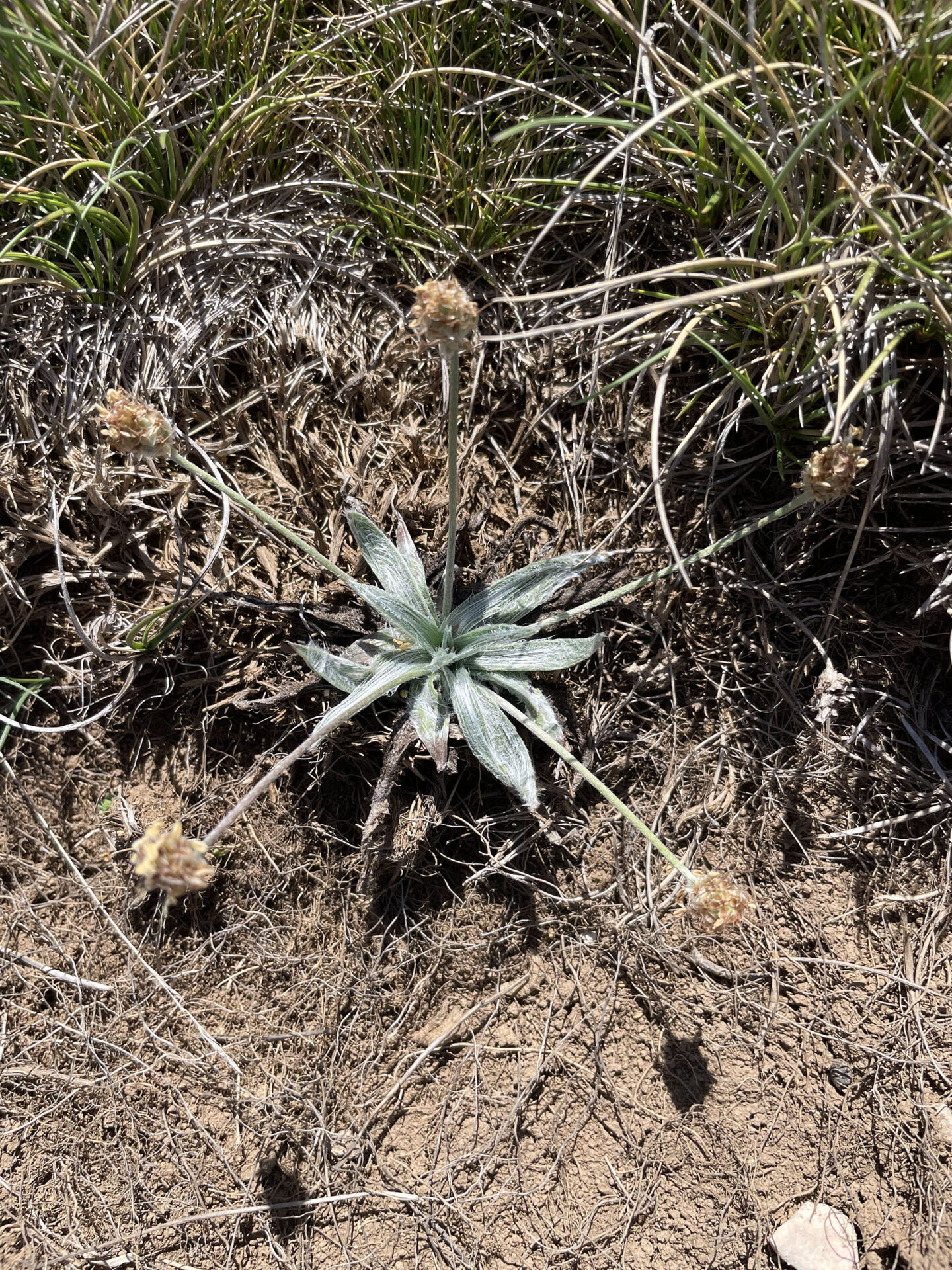 Plantago monosperma