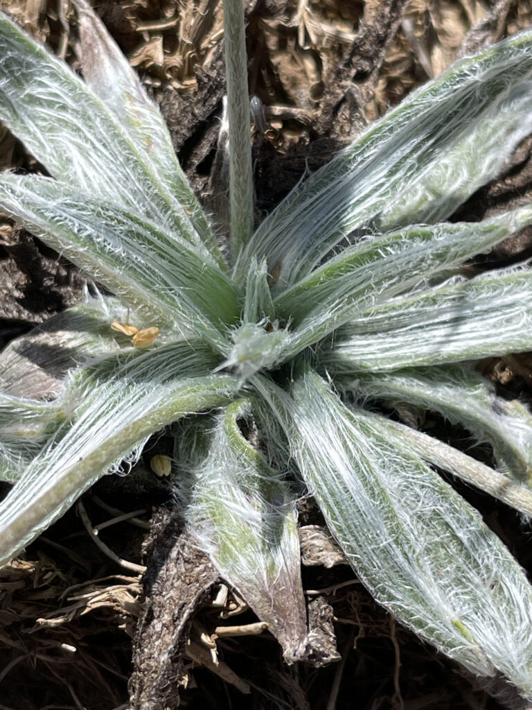 Plantago monosperma