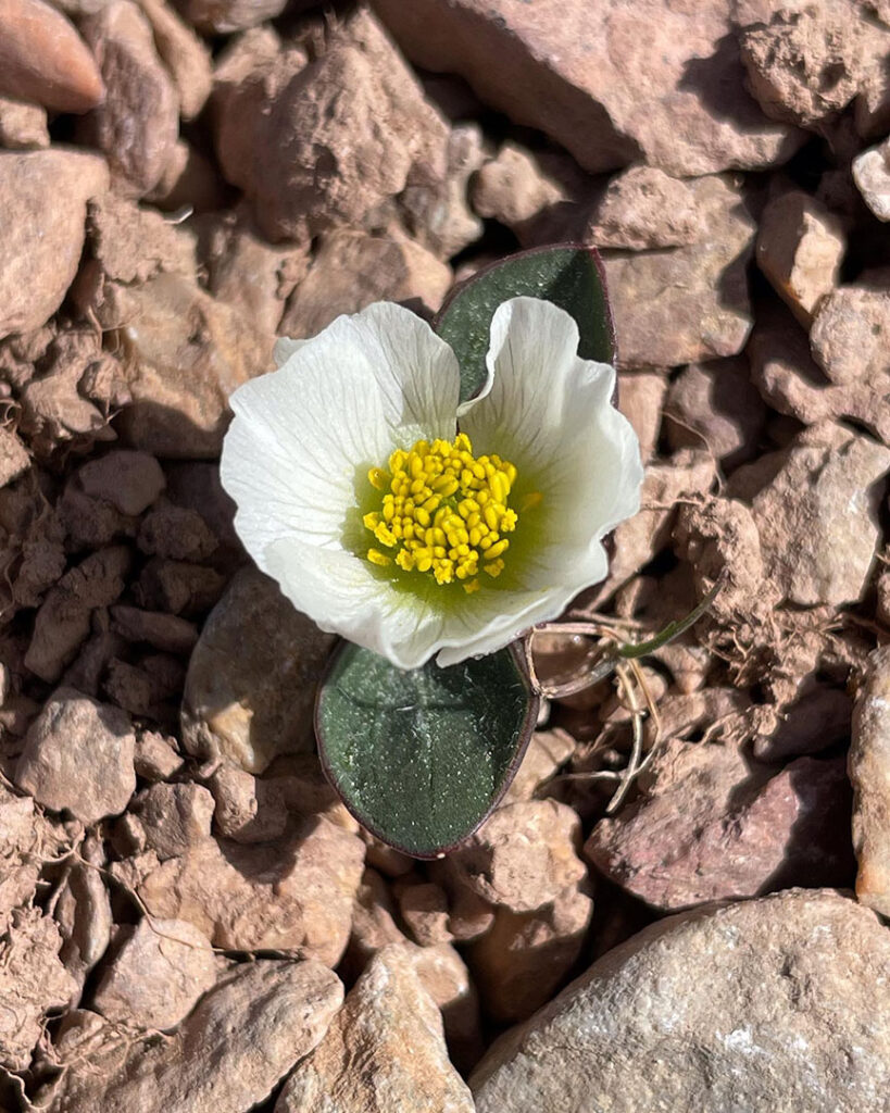 Ranunculus parnassifolius 