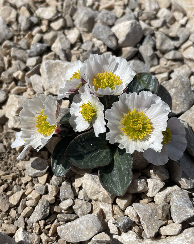 Ranunculus parnassifolius