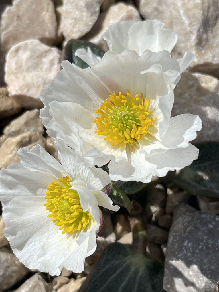 Ranunculus parnassifolius