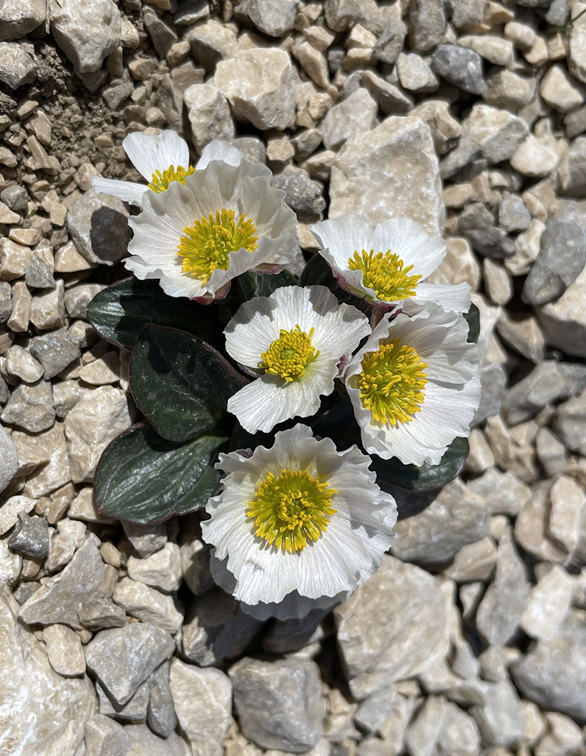 Ranunculus parnassifolius