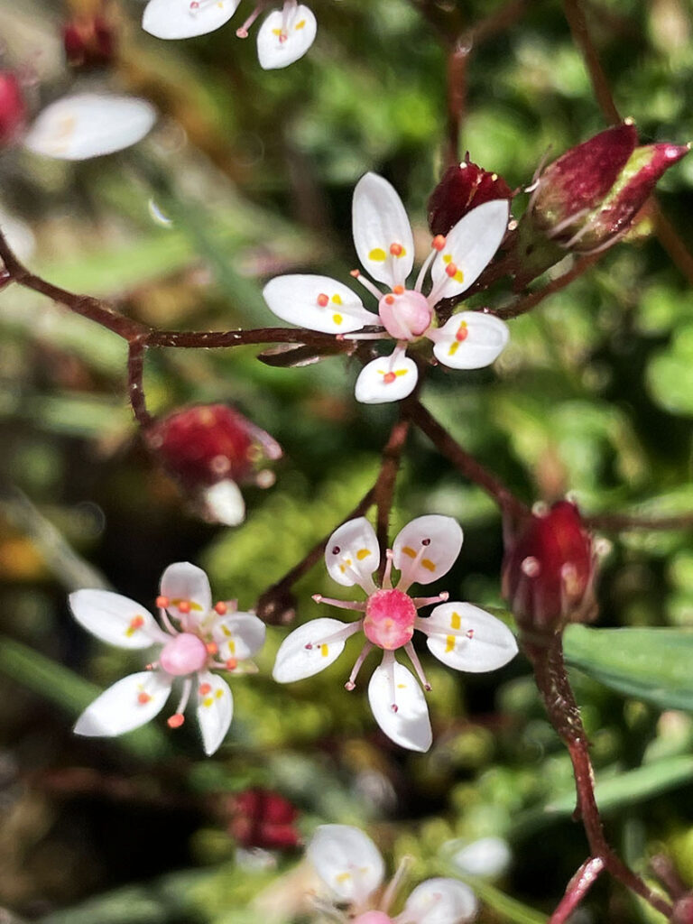 Saxifraga stellaris