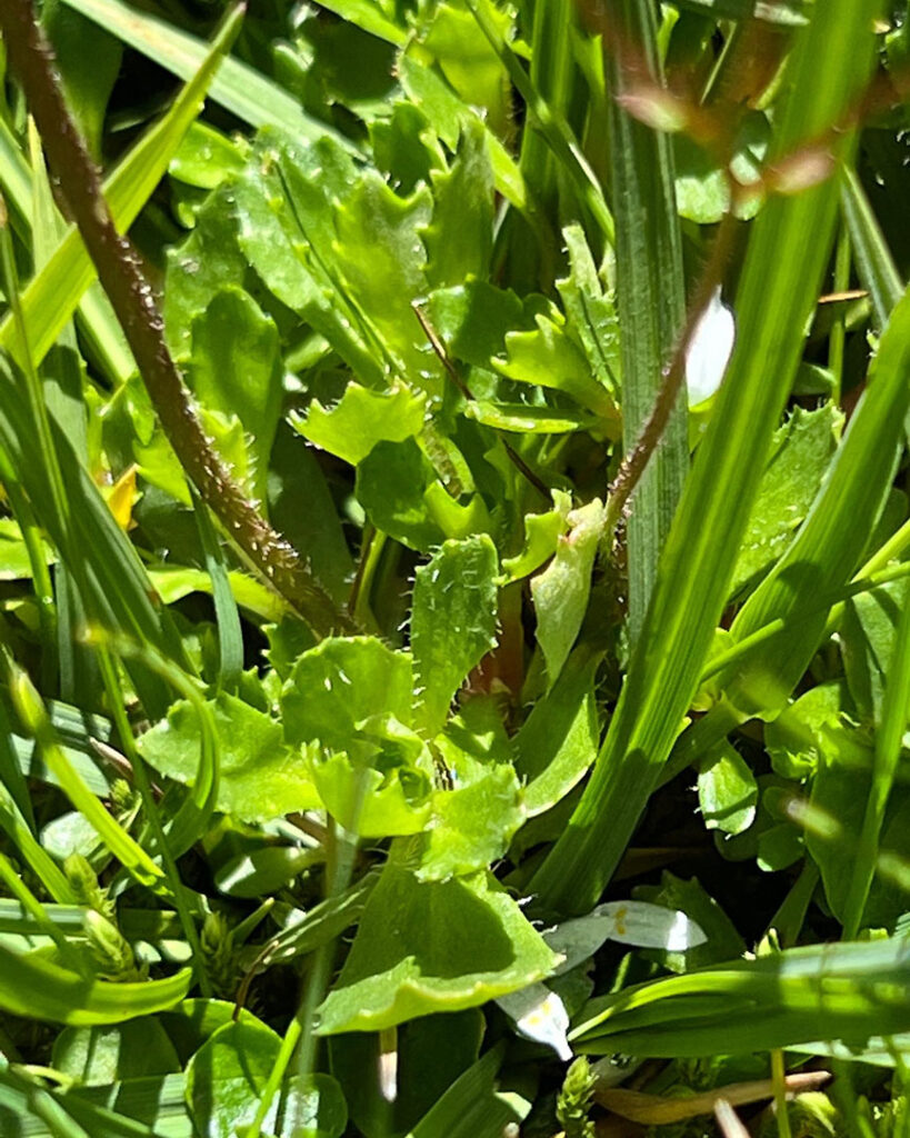 Saxifraga stellaris