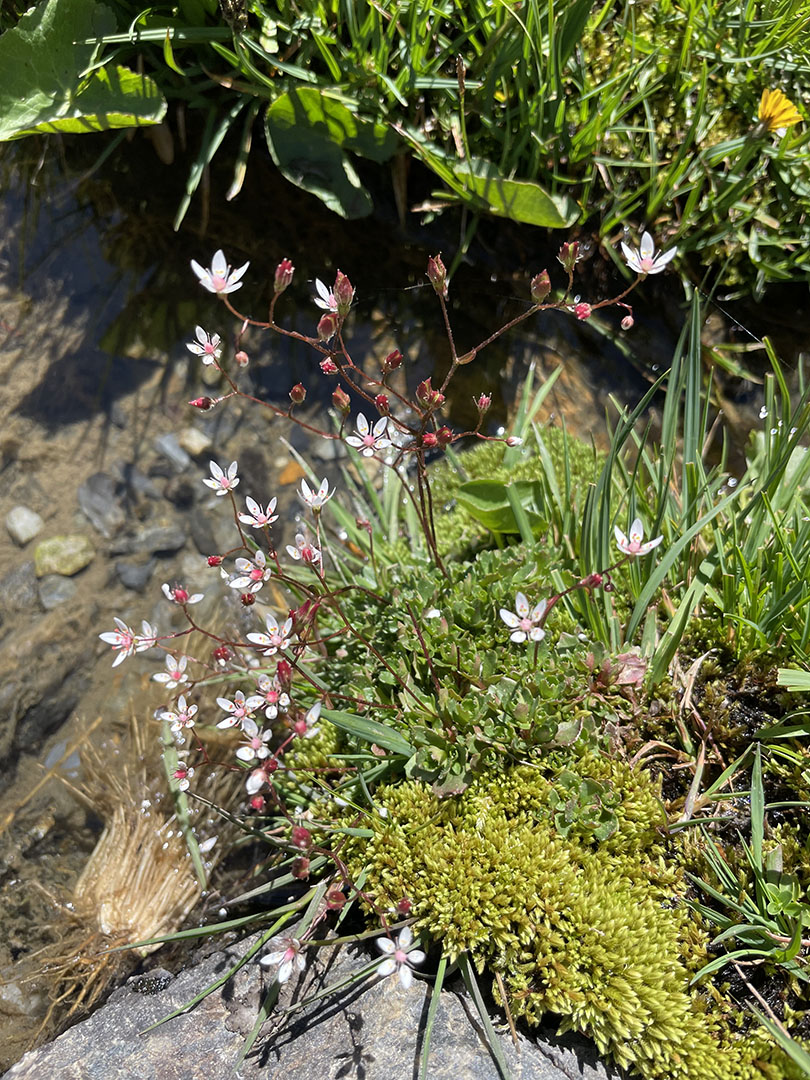 Saxifraga stellaris