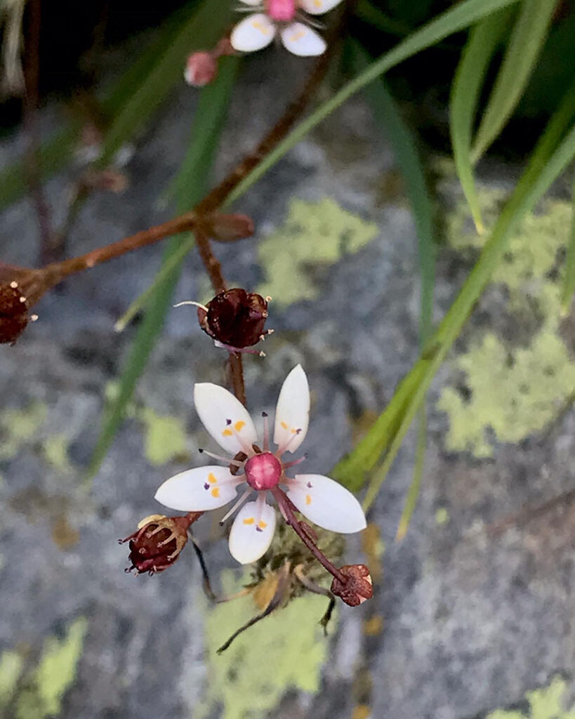 Saxifraga stellaris