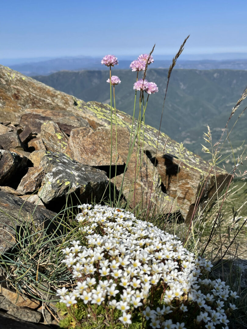 Saxifraga vayredana