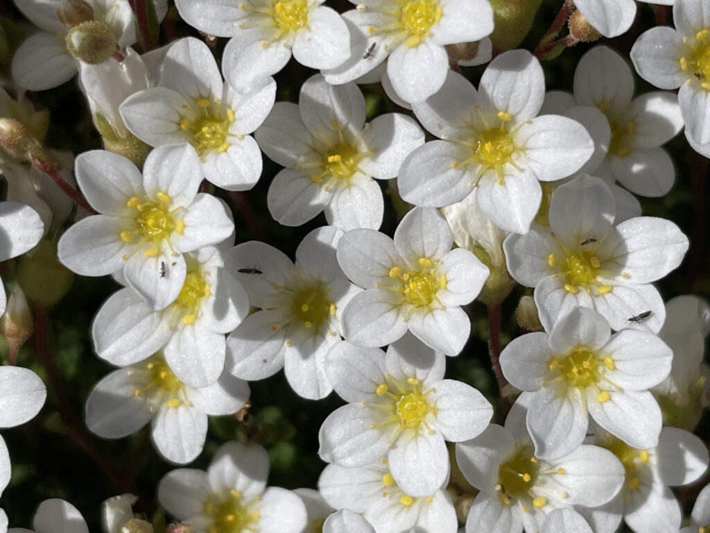 Saxifraga vayredana