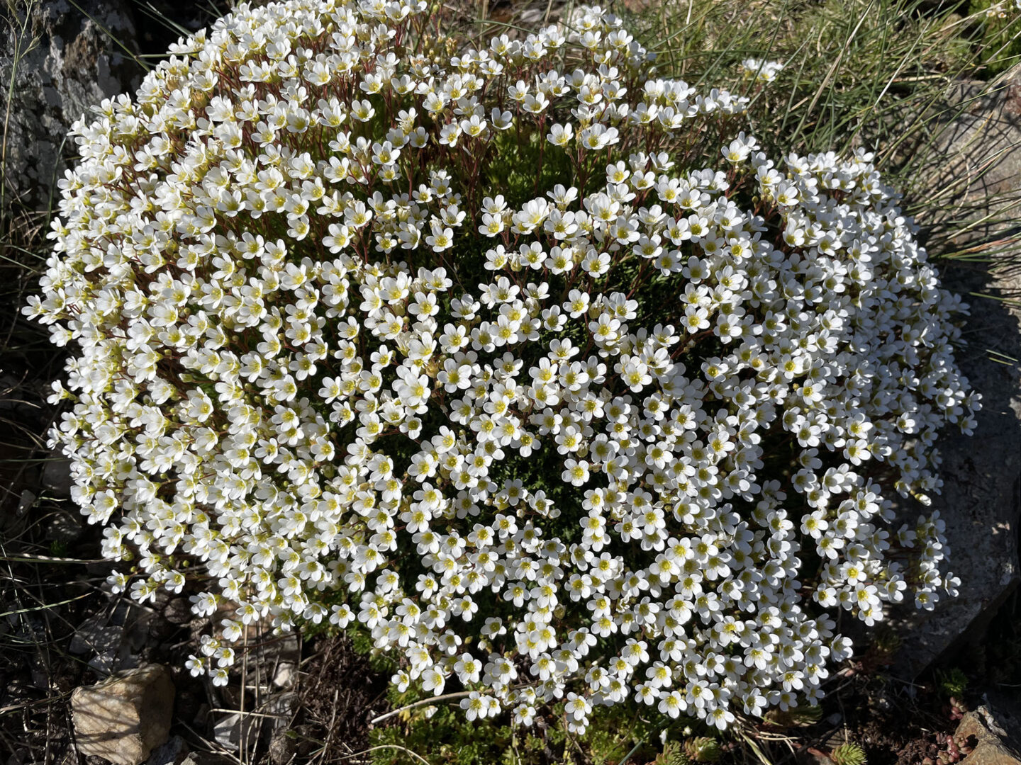 Saxifraga vayredana