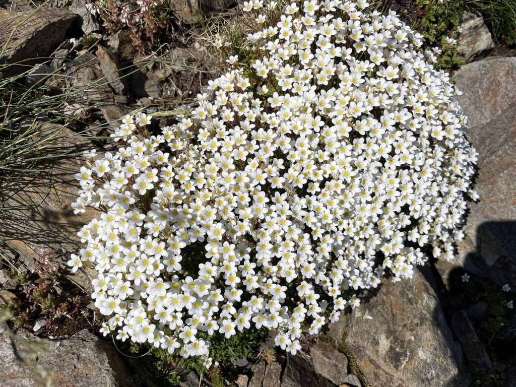 Saxifraga vayredana