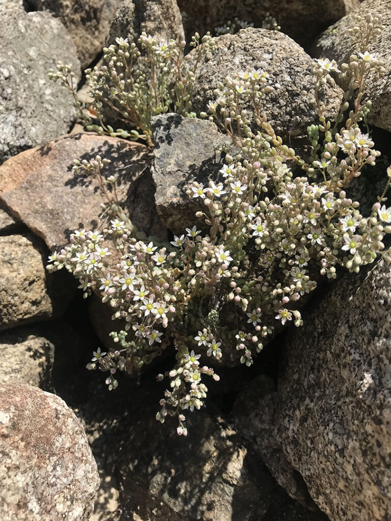 Sedum dasyphyllum