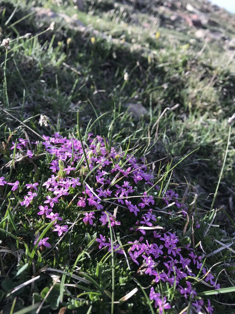 Silene acaulis